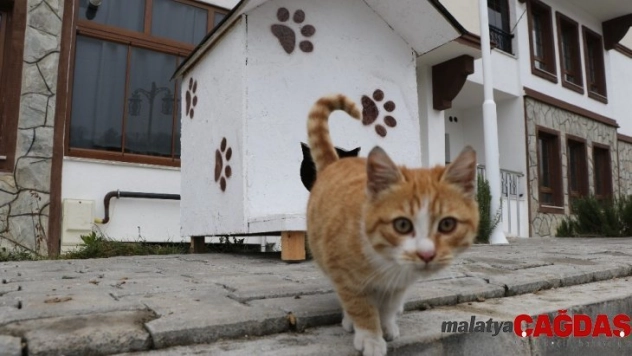(Özel) Sokak hayvanlarına 'şefkat eli'