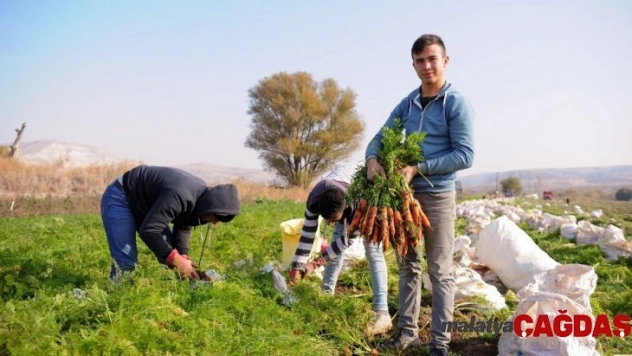 (Özel) Tarladan pazara havucun hikayesi