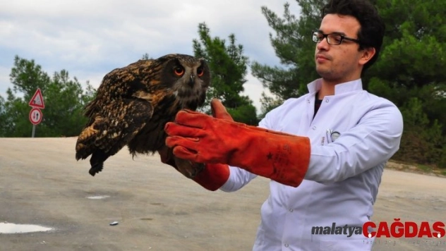 (Özel) Tedavisi tamamlanan Avrasya Kartal Baykuş'u doğaya salındı