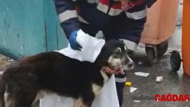 (Özel) Temizlik işçisi yağmurdan ıslanan köpeği kuruladı, içleri ısıttı