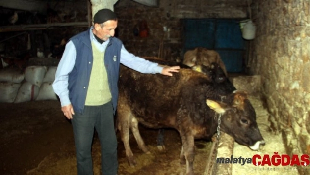 (Özel) Trafik cezası gelen ineğinin ehliyetini alacak