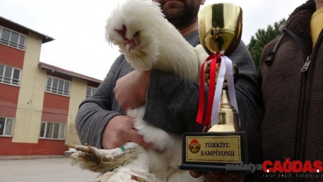 (Özel) Türkiye şampiyonu Osmanlı horozu 'Pusat'a paha biçilemiyor