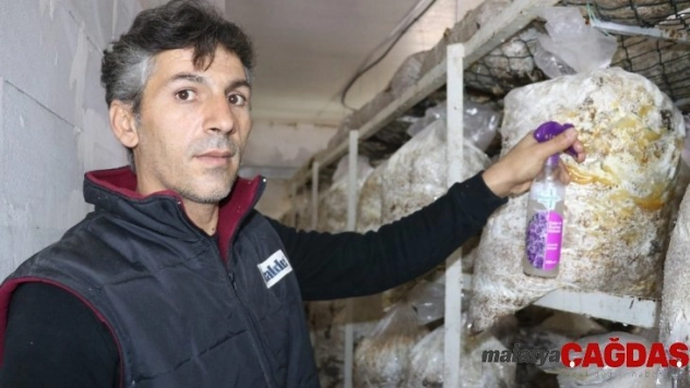 (Özel) Vanlı mantar üreticisi yeşil küf ilacı yaptı