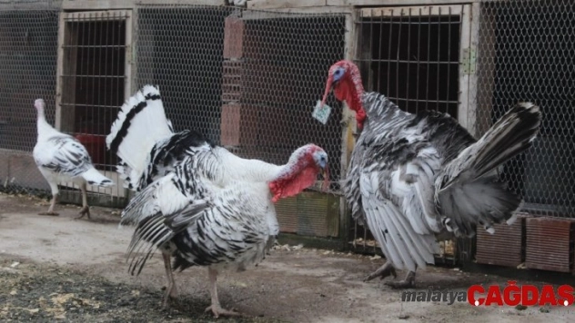 (Özel) Yılbaşı için Amerika'dan rengarenk hindi getirdi