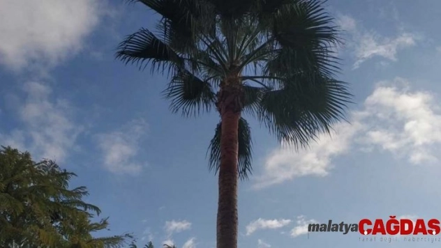 Palmiye ağacında mahsur kalan kedi kurtarıldı