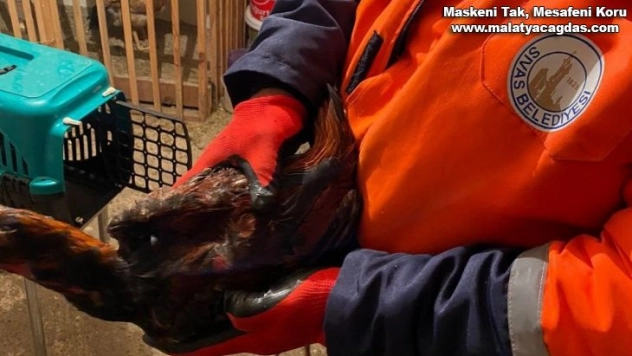 Pandemide horoz dövüşü 56 bin 822 TL'ye patladı