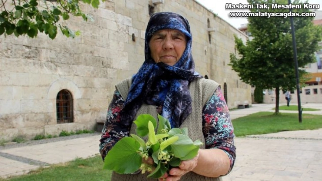 Parklardaki ıhlamur ağaçları şifa dağıtıyor