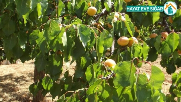 Parmaksız, kayısı rekoltesi tahminini fazla buldu