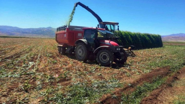 Pasinler'de silajlık mısır hasadı başladı