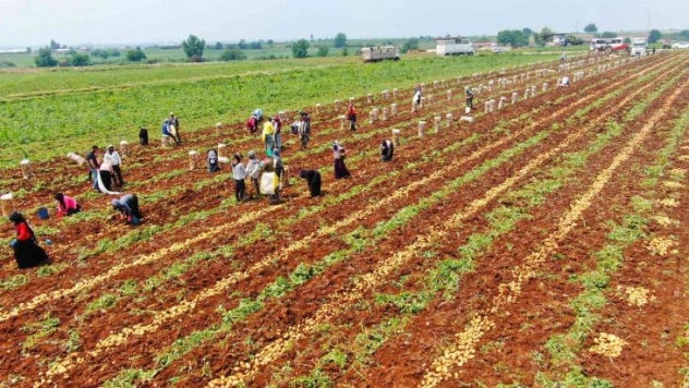 Patates, 9 liralık fiyatıyla üreticisini güldürdü