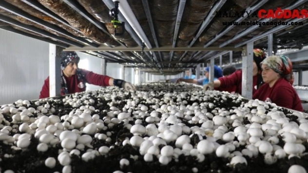 Pazarcılıktan patronluğa geldi, şimdi tüm çalışanları kadın