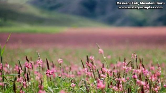 Pembe ve yeşilin buluştuğu çiçek tarlası hayranlık uyandırıyor