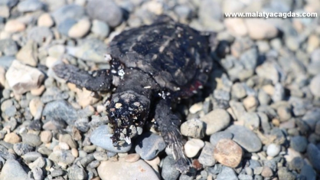 Petrol atıkları yavru deniz kaplumbağalarının ölmesine neden oldu