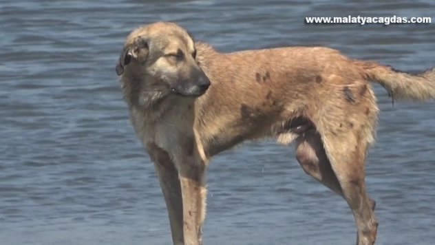 Petrol atıklarından canlılar da zarar gördü