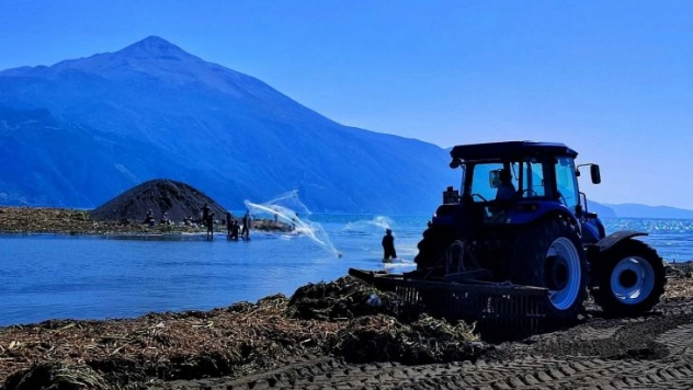Petrolün kirlettiği sahilde su sümbülü temizliği