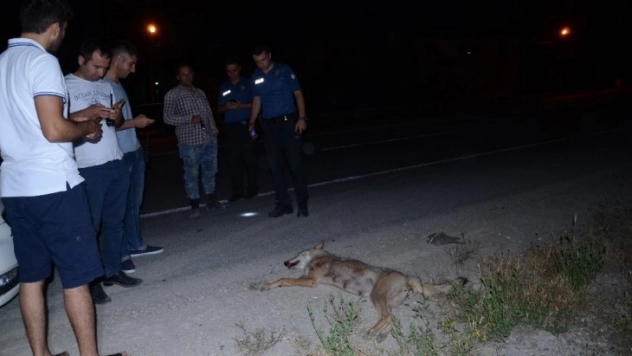 Pikabın çarptığı kurt telef oldu
