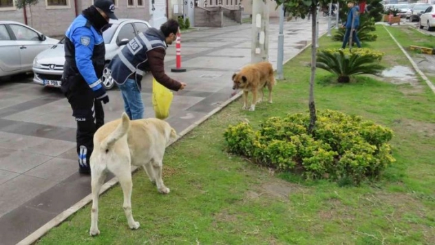 Polisten sokak hayvanlarına mama ve su desteği