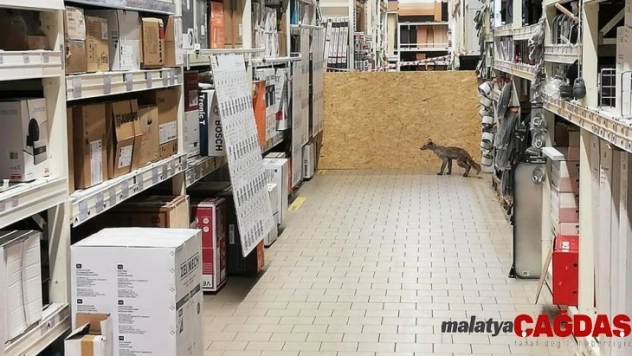 Polonya'da hasta tilki, alışveriş merkezine girdi