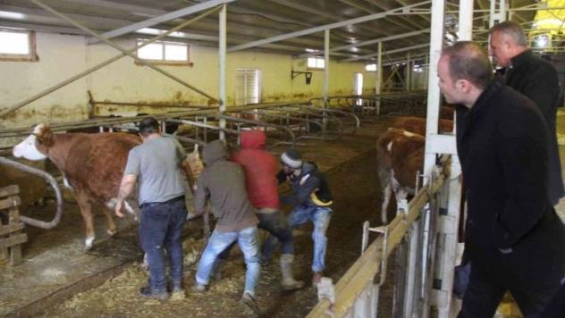 Projenin ilk buzağıları dünyaya geldi, kaymakam doğuma şahit oldu
