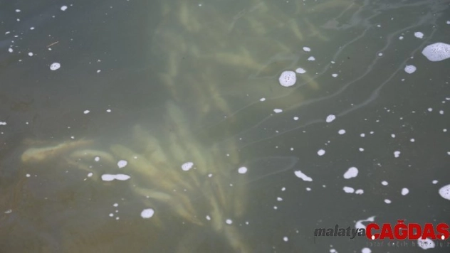 Pülümür çayına kaçak balıkçıların verdiği elektrik, balıkları telef etti