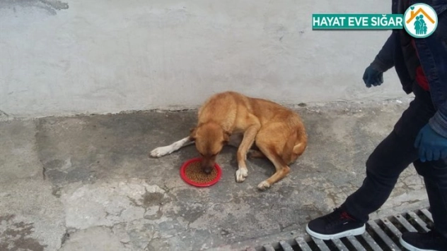 Pütürge'de sokak hayvanları unutulmadı