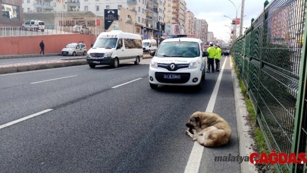 Refüjde mahsur kalan köpeğin yardımına polis koştu