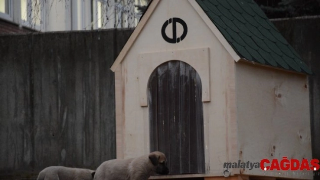 Rektör Çomaklı, köpek ve yavrularını yuvasız bırakmadı