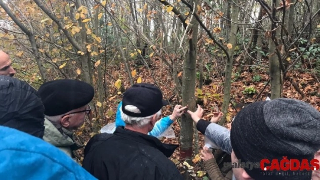 Rusya ve Gürcistan'dan gelen heyet kestane ağaçlarını inceledi