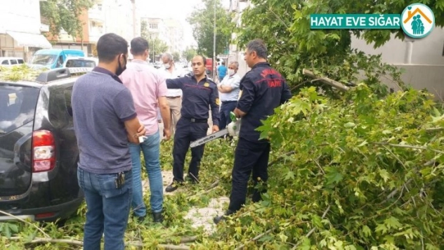 Rüzgarın devirdiği ağaç araçların üzerine düştü