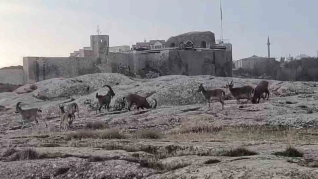 Sabah saatlerinde dağ keçileri sürü halinde ortaya çıktı