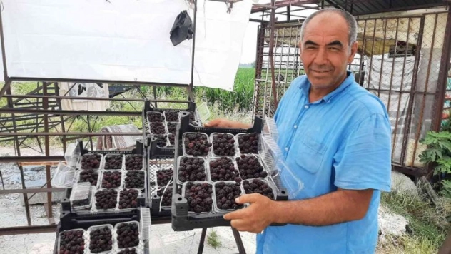 Sadece 5 dekardan 25 günde 300 bin lira kazanıyor