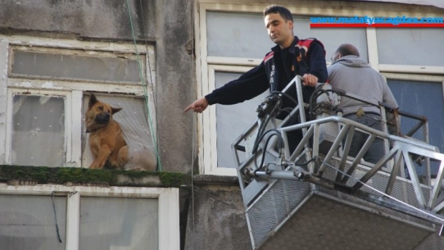 Sahipleri operasyonla gözaltına alındı, evde kalan köpekleri itfaiye kurtardı