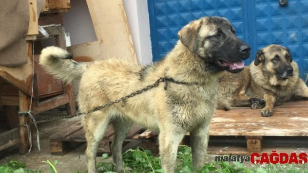 Sahipli köpeği av tüfeğiyle öldürdüler