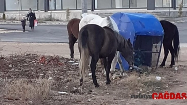 Sahipsiz kalan aç atlar kent merkezine indi
