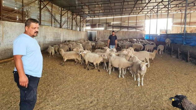 Sahipsiz köpekler koyun ağılına saldırdı, bir koyun telef oldu