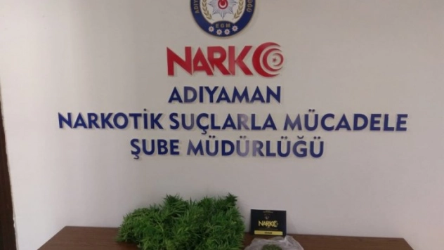 Saksıda yetiştirilen hint kenevirleri ele geçirildi