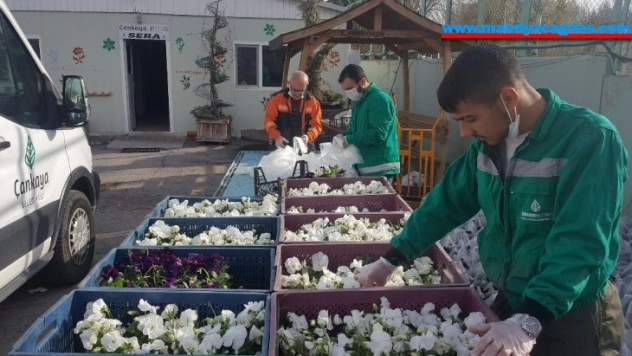 Salgın nedeniyle evde kalan vatandaşların balkonu menekşe ile süslenecek