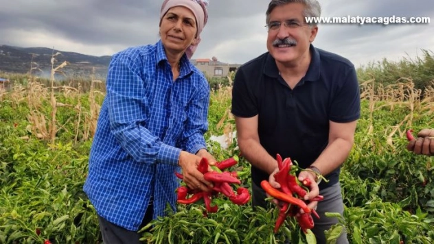 Samandağ biberinde son hasat