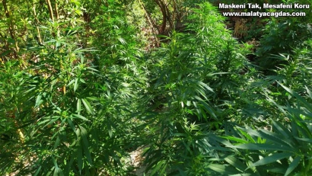 Samandağ'da bin 133 kök Hint keneviri bitkisi ele geçirildi