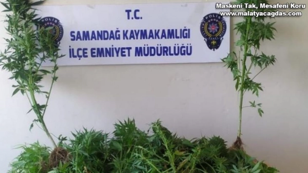 Samandağ'da kenevir operasyonu
