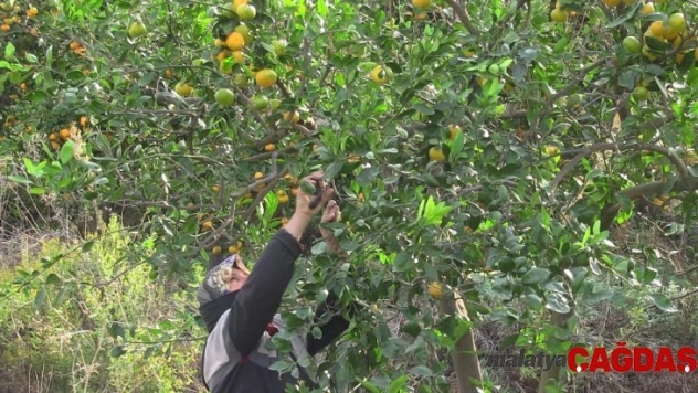 Samandağ mandalinasında ihracat başladı