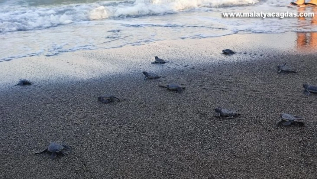 Samandağ sahilindeki yavru deniz kaplumbağalarının deniz yolculuğu sürüyor