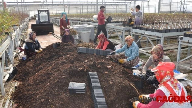 Sandıklı'da jeotermal serada yılda 3 milyon meyve fidanı üretiyor