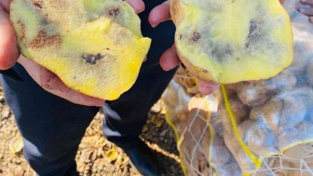 Şanlıurfa'da 20 ton çürümüş patatese el konuldu