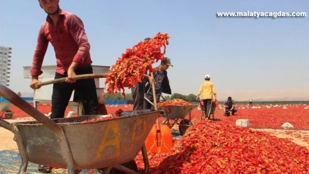 Şanlıurfa'da acı telaş sürüyor