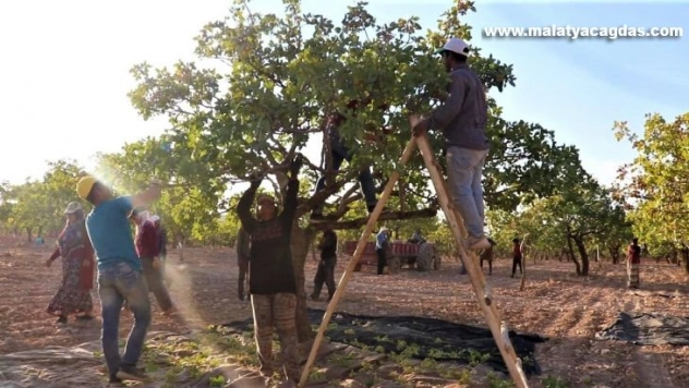 Şanlıurfa'da boz fıstık hasadı başladı