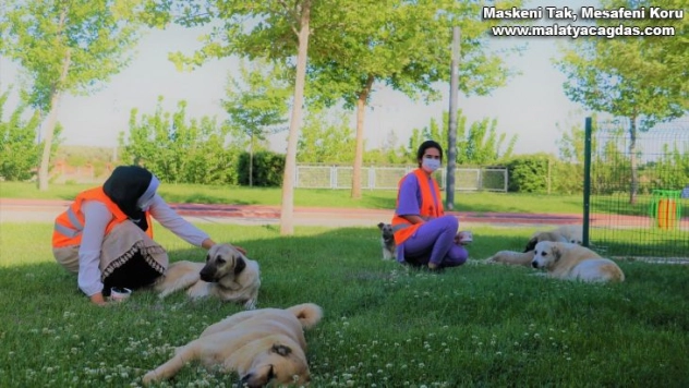 Şanlıurfa'da gençler sokak hayvanlarını unutmadı