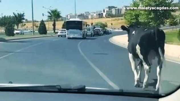 Şanlıurfa'da kaçan boğalar sahibine zor anlar yaşattı