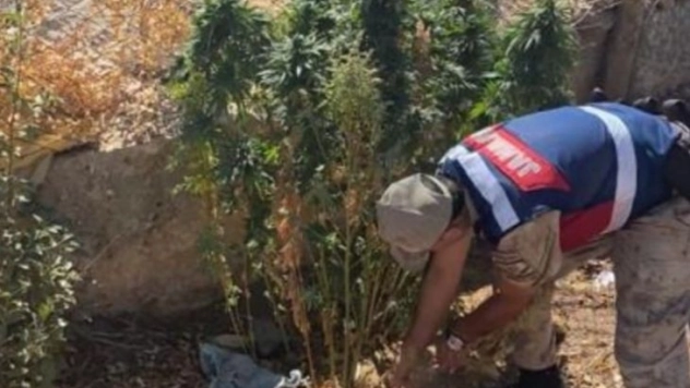Şanlıurfa'da kenevir bitkisi ile tüfek ele geçirildi