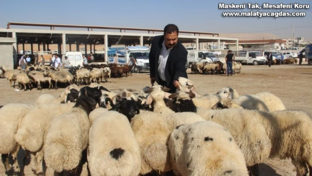 Şanlıurfa'da kurbanlıklar görücüye çıktı